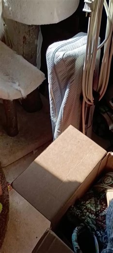 excuse the mess I'm cleaning out stuff Sammy Sue exploring # Siamese # cat# rescue animals