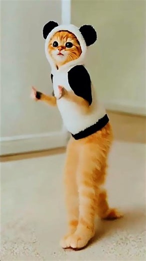 😺 Dancing Cat Entertainer #shorts #dancingcat #entertainer