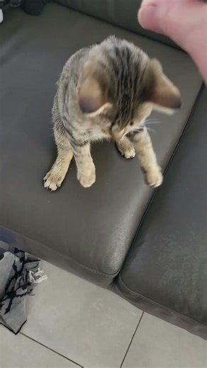 Tabby Kitten For Adoption - 3 Months, Kitty from Sepang, Selangor