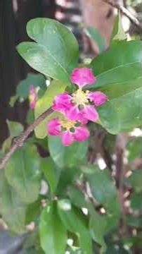 Back Yard Farming Updates