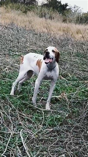 Casper the English Pointer #englishpointer