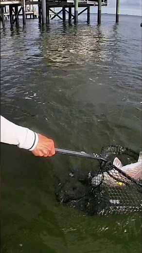 Big Redfish Catch in Jacksonville, Florida #redfish #fishing