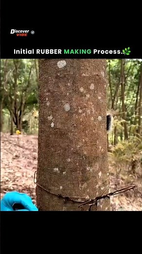 Initial Rubber Making Process 🌿 | Discover Vibe - 01