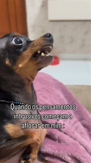 Instagram video by Mini Pinscher 🐶🐾 • Feb 11, 2026 at 4:04 PM