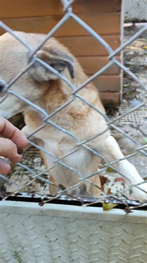 75K views · 1.7K reactions | To jej pierwsza jesień w schronisku......