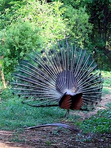 Peacocks | 𝐍𝐚𝐭𝐮𝐫𝐞 𝐏𝐡𝐨𝐭𝐨𝐬 𝐁𝐨𝐨𝐤