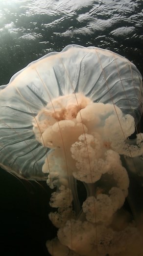 28K views · 568 reactions | Slow your scroll and enjoy a moment under...