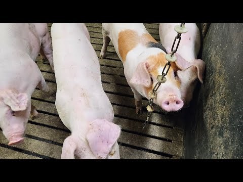 A Day #4 on the Pig Farm: Care, Treatment, and Management ‪@PigAnarchy‬