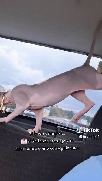 ¿Alguna vez has sentido lo que es tener un gato que literalmente busca tu calor como si fuera parte de ti? El Sphynx no es un gato común… es una experiencia completamente distinta. Su piel cálida, su mirada intensa y su forma de acercarse no es casualidad: es una raza que desarrolla vínculos mucho más cercanos con las personas. No es el típico gato independiente… este te sigue, te observa y quiere estar contigo. Muchos creen que por no tener pelo es “extraño”, pero la realidad es que es de los g