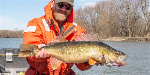 Efforts to boost walleye population in Lake Champlain
