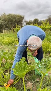 Fried zucchini flowers are a delicious seasonal treat, especially popular in Italian cuisine. 🇮🇹 Discover best zucchini dishes: www.tasteatlas.com/best-rated-dishes-with-zucchini These delicate blossoms are lightly battered and fried until crisp, often filled with creamy ricotta, herbs, and cheese. Their subtle flavor pairs beautifully with a squeeze of lemon or a light dipping sauce. Best enjoyed fresh, zucchini flowers make an elegant appetizer or snack during the warmer months. Video: @elug