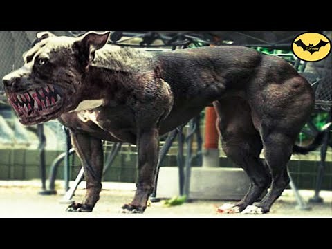 Top 5 Most Dangerous Hybrid Dogs Breeds In The World!