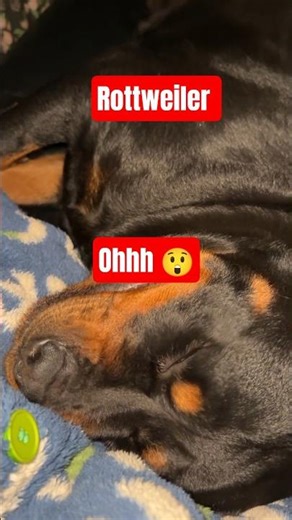 World’s Most Dangerous Dog… Sleeping Like a Baby 😴🐶”| This is the Dangerous Dog when it sleeps 😳🐶...