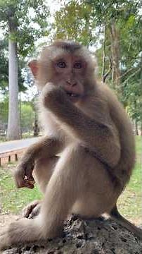 A Lonely Monkey Tries to Befriend Humans — Cutest Interaction Ever!