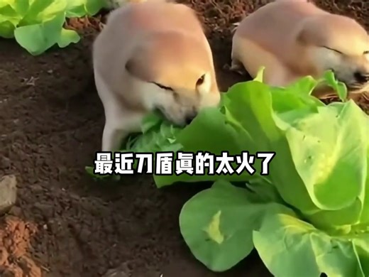 宠物-生视频-热门趋势-混剪-其他-通用-刀盾：人，有本事别用锤子，来单挑啊-11-JWW