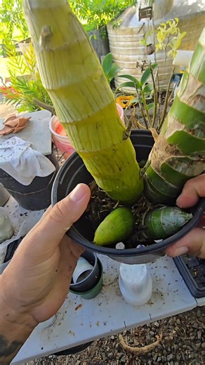 EXHORTACION DE COMO HACER DIVISIONES DE CATASETUMS EN ESTE CASO UNA CYCNODES....#bosquecitodelfauno #hopeorchids #latencia #cycnodes #cultivodeorquideas | HOPE ORCHIDS