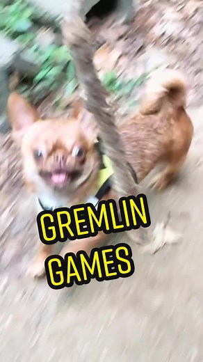 Sometimes you have to tempt Sir Merkin with sword play in order to get him to attend the feast you prepared in his honor. #merkinwarbeck #dukeofbork #merkinbequirkin #gremlin ##goblin #weirddogsoftiktok #petsoftiktok #yourdailydose #tgif #jackass