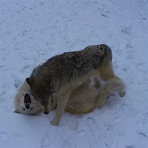 49K views · 5.1K reactions | It's Silas' first snow day! Get in on the fun via live webcam ➡️ https://nywolf.org/meet-our-wolves/webcams/ Silas and Nikai always love to play, but fresh snow adds another layer of excitment. By wrestling, chasing, and rolling in the snow, the duo are having fun and strengthening their family bonds  | Wolf Conservation Center | Facebook