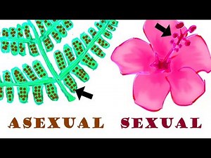 Alternation of Generations in PLANT REPRODUCTION