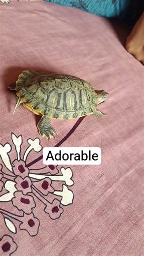 Purple Going Backwards #family #shorts #viralshorts #cute #turtle #redearedsliderturtle #reptiles