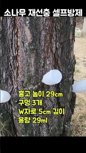 소나무 재선충 셀프방제(수간주사) #홍천 #소나무 #소나무 재선충 #소나무 수간주사 #소나무 관리 #시골