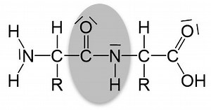 Das Protein - Chemische Eigenschaften - StudyHelp Online-Lernen