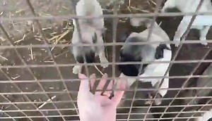 Wir wurden von unserem Partnertierheim in 🇭🇺Kecskemet🇭🇺 um Übernahme von über 20 Möpschen aus einer Zuchtauflösung gebeten❗️❗️ 🙈 Die geschlechtsreifen Tiere werden noch im Tierheim kastriert und erhalten die ersten Impfungen bevor sie bei uns in der Villa Herkules 🏡 einziehen. Einzelvorstellung folgt, sobald die Zwerge in unserer Obhut sind . #tierheim #villaherkules #tierschutz #mops | Herkules Bullyrettung g.UG