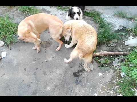 Chiens qui s'accouplent et jouissent (1million2)
