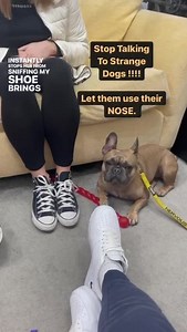 269K views · 2K reactions | Your dog has a nose... let them use it! If your dog is a bite risk it should be muzzled in public for its safety and the safety of others until the issues are resolved. Muzzles can be a wonderful tool and there is no shame in using one. | Southend Dog Training | Facebook