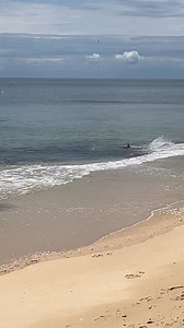 210K views · 1.5K reactions | A bit of shark frenzy today. Just up from the caravan park | Trisha Lewis | Facebook