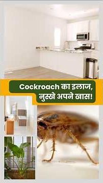 🪳 Cockroach bhagane ke gharelu upay