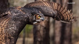 Owl Gives Man That Saved Her Life A Big Hug