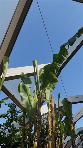 Canary Wharf on Instagram: "Wild bananas growing in Canary Wharf?! 🍌🌿 To celebrate 10 years of the Crossrail Place Roof Garden, we took a walk with Jordan, one of our landscape gardeners, for an exclusive behind the scenes tour of this incredible space above the Elizabeth line station. From Jurassic-era tree ferns to trees that are used to make cough remedies, the planting here tells the story of London’s trading past - and it’s green future! 🌴 Come and explore the roof garden! 🪴"