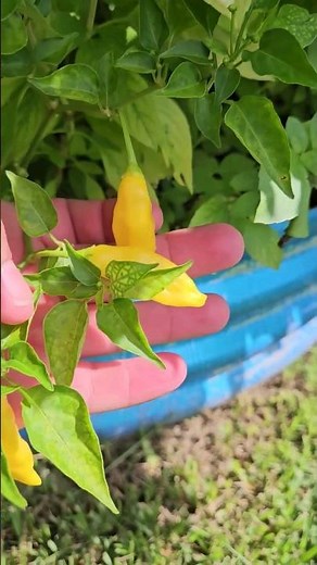 My First Ever Lemon Drop Peppers🌶 🤗 || DHBG
