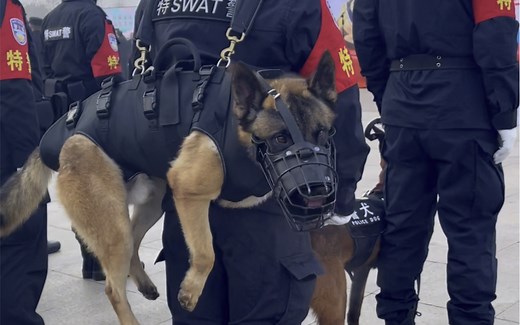 警犬虽然只有三条腿，但也能上岗巡逻执勤，巴顿凭借自己的努力，赢得了所有人的尊重