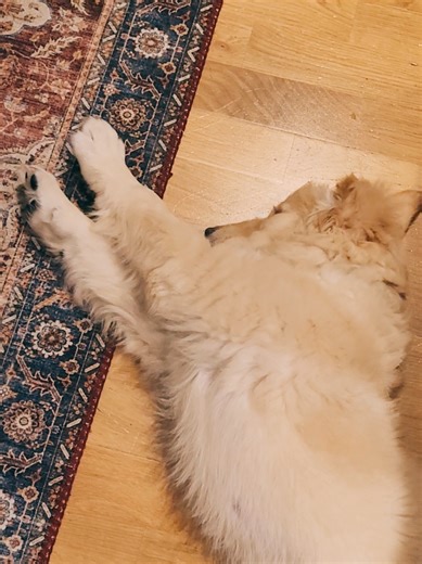 Everyday scenarios in the kitchen with him. he just lies next to the stove so that he can grab crumbs that fall off. He is a cutie pie. #ceylonsprout #homecooking #lifewithgoldenretriver #puppylife #mansbestfriend