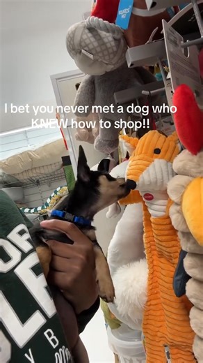 Still looking for a beautiful name for her..😍😍❤️ | I love Chihuahua