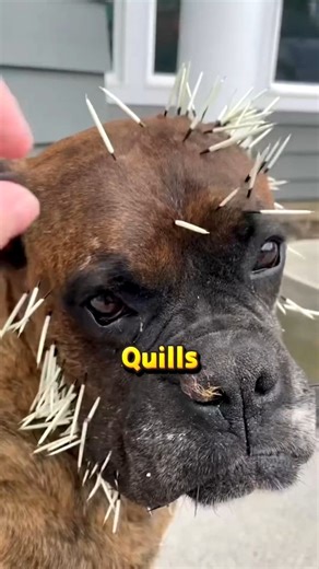 Jack O'Mural on Instagram: "Why Porcupine Shoot their Quills ☠️😭😵 You’ve heard the myth that porcupines can shoot their quills like darts. But what actually happens is far more terrifying. Each quill is sharper than a medical needle and covered in microscopic barbs that dig deeper the more you move. Here’s what really happens when you get stuck with one… #howitsmade #animalattack #inventions #porcupine #animals"