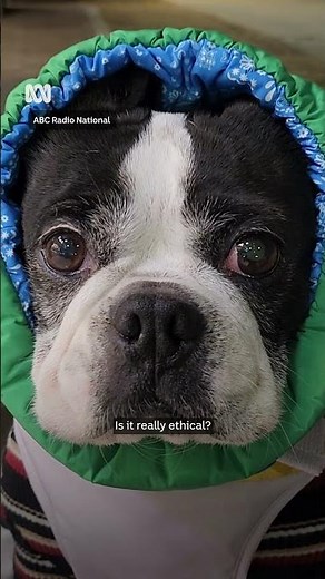 Is pet breeding really ethical? | ABC Radio National
