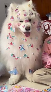 So cute 😆 | Samoyed Overload