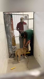 Look who joined the Collier County #RoadDog program! Handsome hunk ARTHUR enjoyed the day yesterday as a shotgun riding wingman thanks to county employee Kelvin from the Road and Maintenance Division. ♥️ You may see #CollierDAS road dogs (like ARTHUR) riding around town accompanying county workers to job sites. These dogs are available for adoption and if you’d like to meet anyone of our road dogs, just ask shelter staff. Collier County DAS | 📍 7610 Davis Blvd., Naples, FL, 34104 | 📞 Tel: 239-