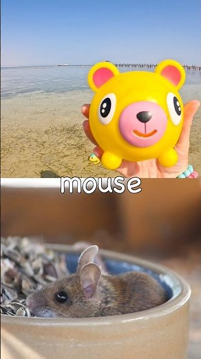 Learn at the Lagoon | Animal Names for Kids: Chameleon Mouse Cheetah Badger Giraffe Squirrel