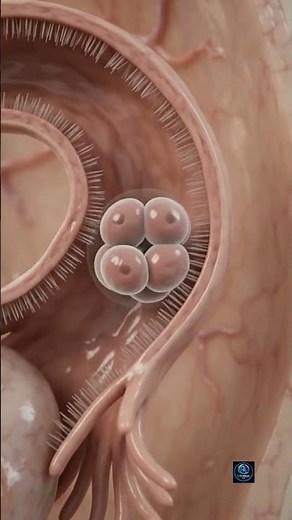 From Fertilization to Life: The Incredible Journey Inside the Womb