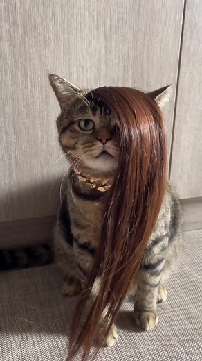 Cute Cat Halloween Trick or Treat Compilation