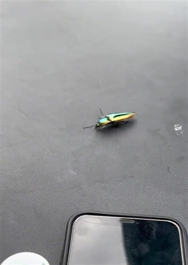 Lost in cycle ☠️ #fun #bug #edit #animal #fyp