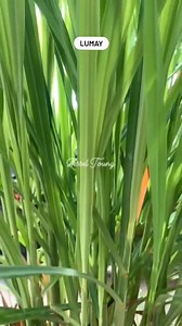 LUMAY | Lessel Toung