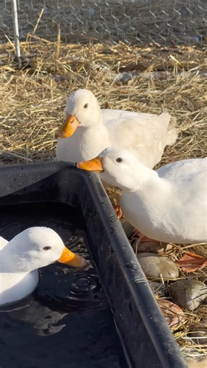 Duck Life #shorts #quack