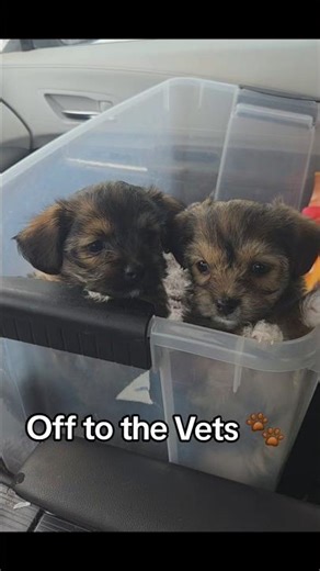 Morkie-Poo Puppies Like & Subscribe for more #morkie #puppy #puppies #vets #puppylove #dog #dogbreed