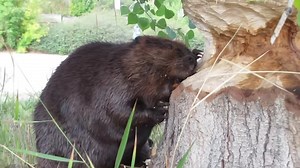 357K views · 36K reactions | TURN UP THE VOLUME for this close-up video of Mr. Beaver gnawing on a tee trunk. (FYI I will be posting a much longer version of this video on my Beaver YouTube Channel the evening of Sept 3rd) | Mike’s photos and videos of beavers | Facebook