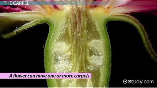 Carpels in Flowers & Plants | Definition, Function & Parts